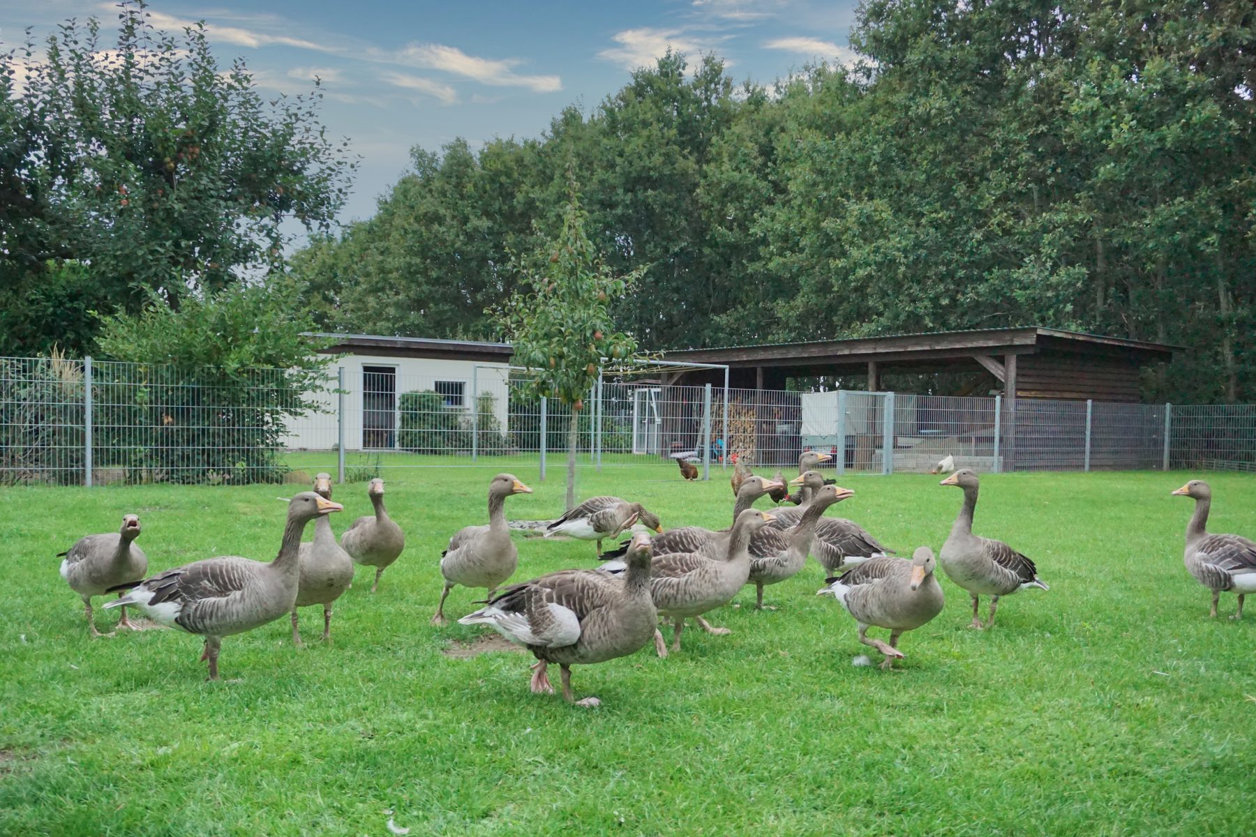 Tiergarten